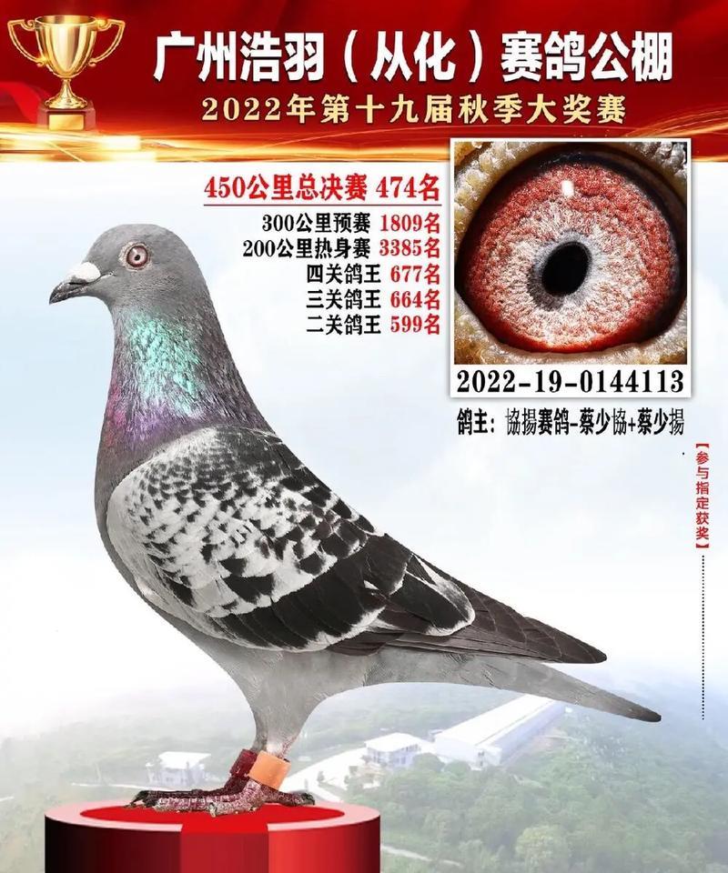 表鸽物联卡:赛鸽运动的新利器-1 表鸽物联卡:赛鸽运动的新利器